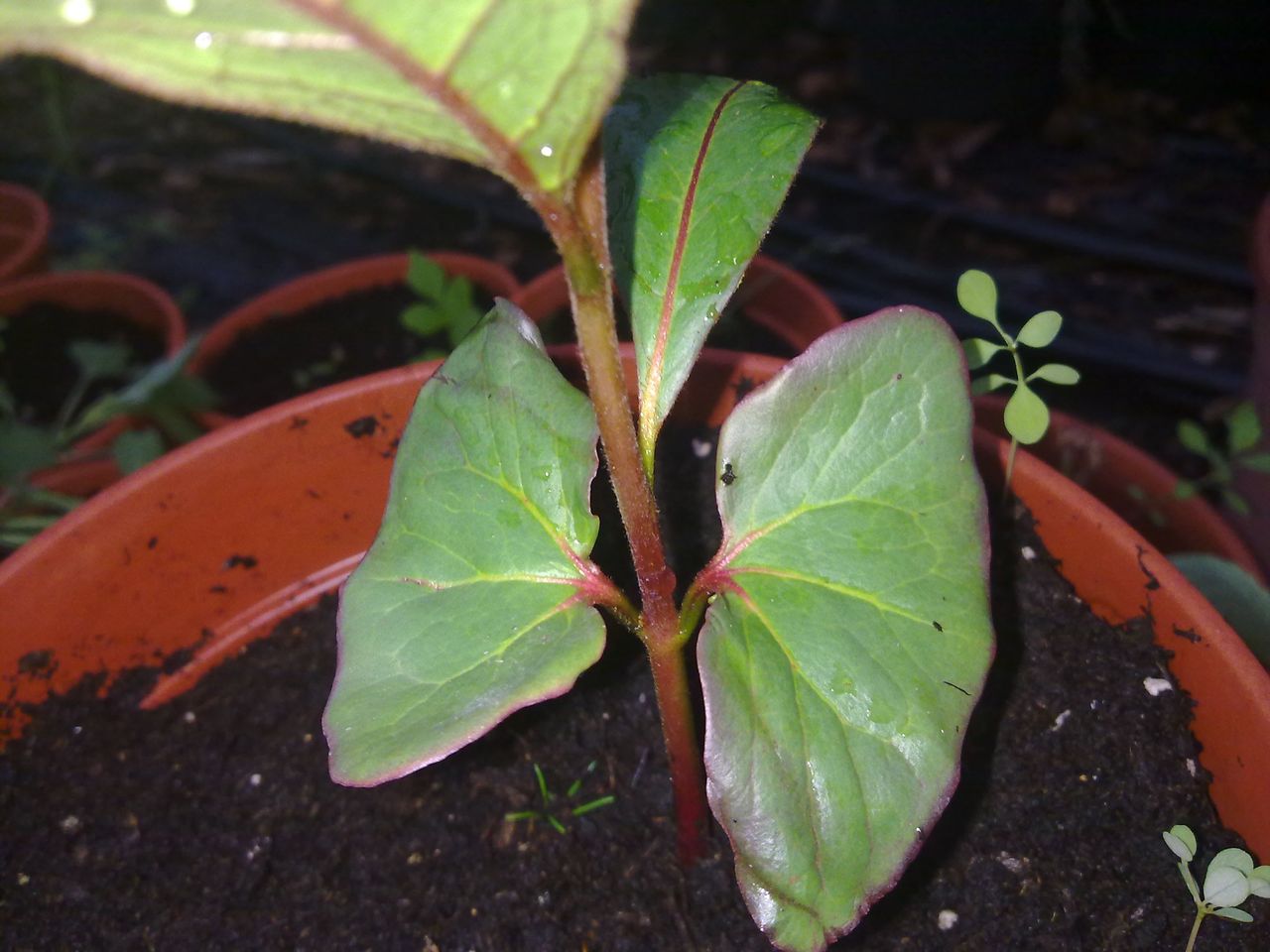 [Foto de planta, jardin, jardineria]