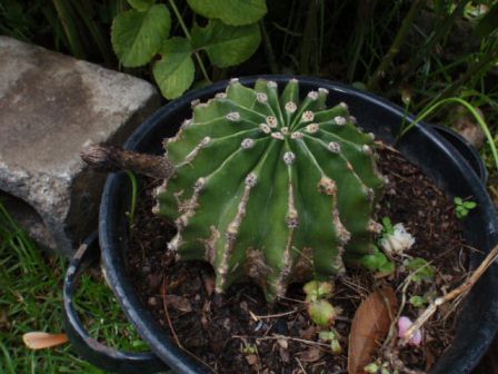 [Foto de planta, jardin, jardineria]