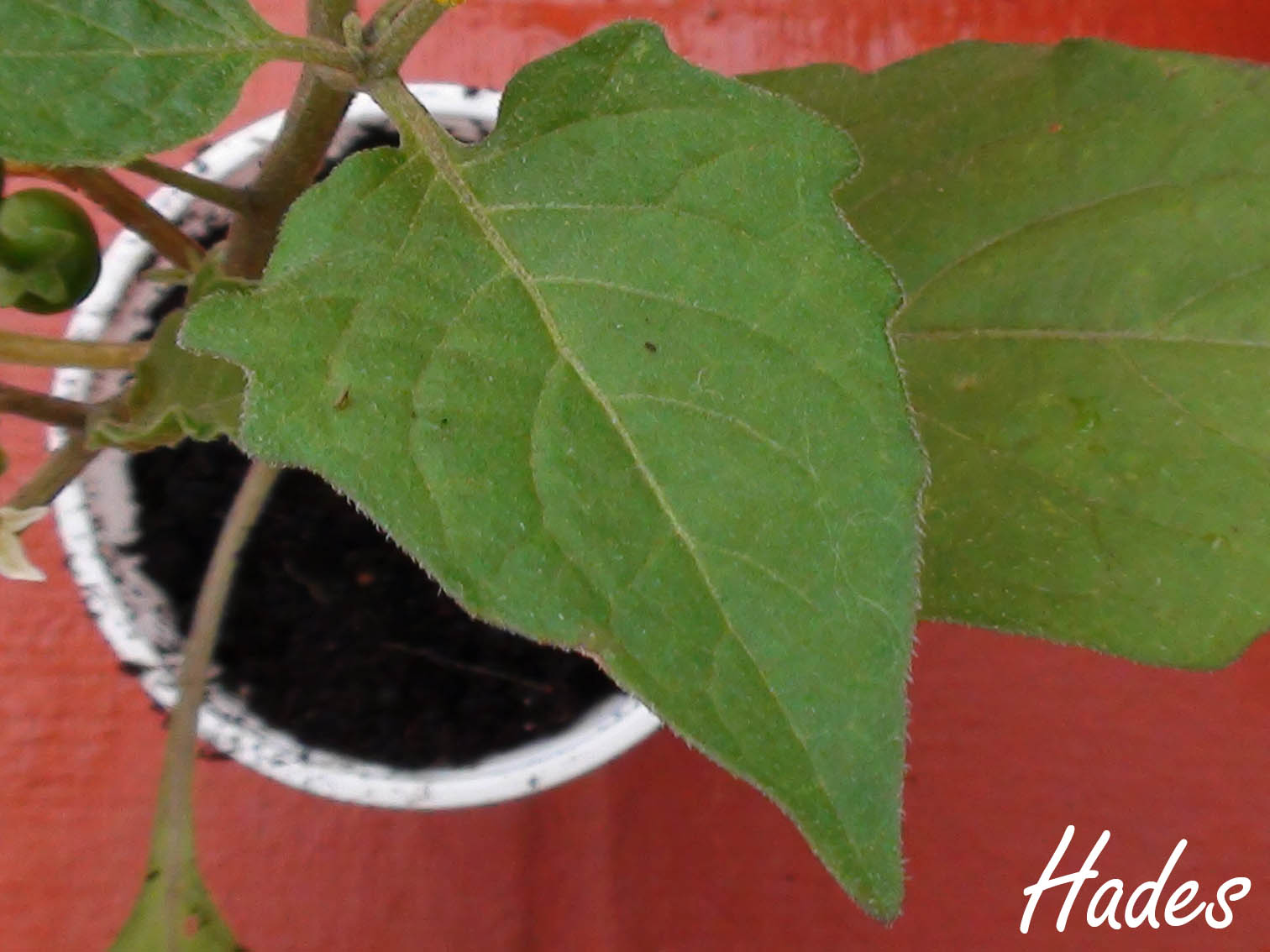 [Foto de planta, jardin, jardineria]