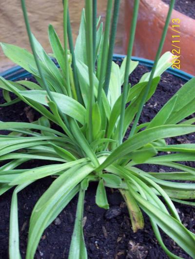 [Foto de planta, jardin, jardineria]