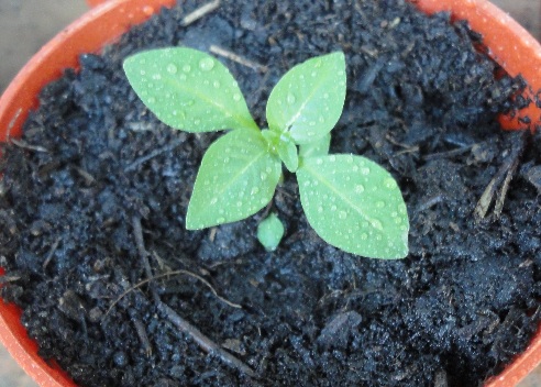 [Foto de planta, jardin, jardineria]