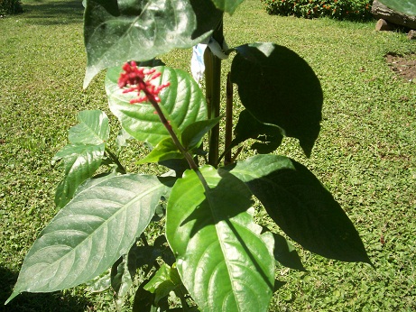 [Foto de planta, jardin, jardineria]