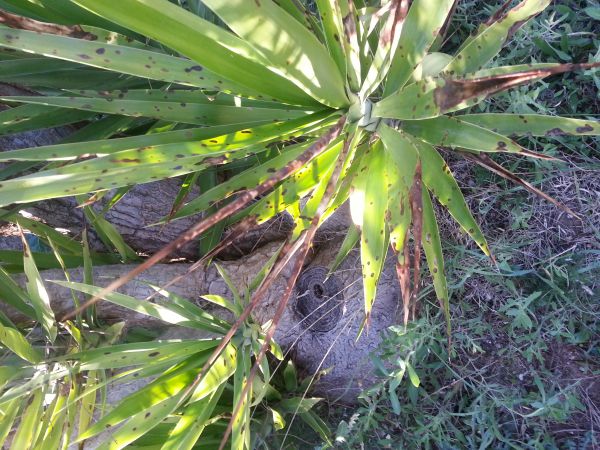 [Foto de planta, jardin, jardineria]