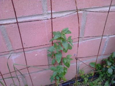 [Foto de planta, jardin, jardineria]