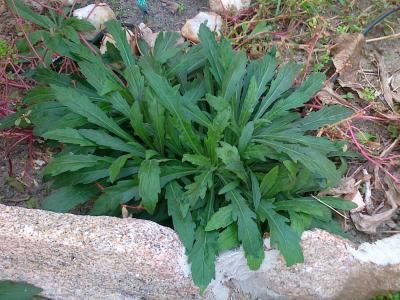 [Foto de planta, jardin, jardineria]