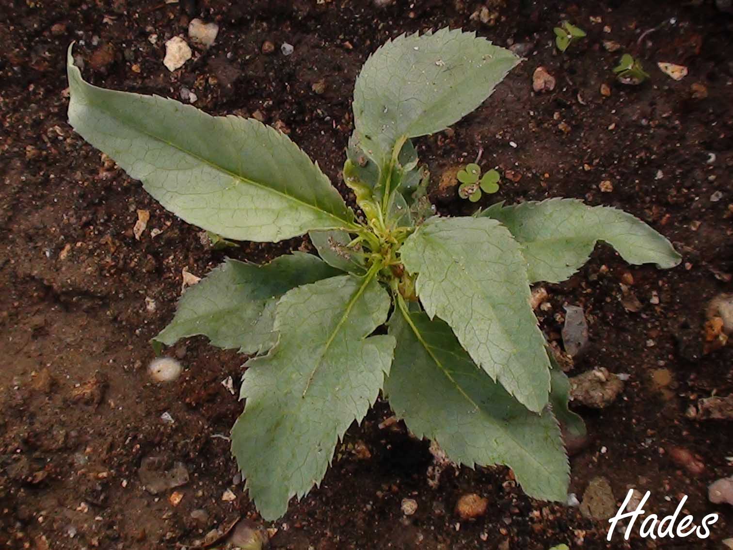 [Foto de planta, jardin, jardineria]