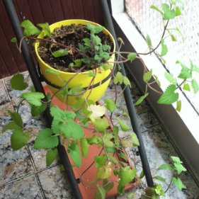 [Foto de planta, jardin, jardineria]