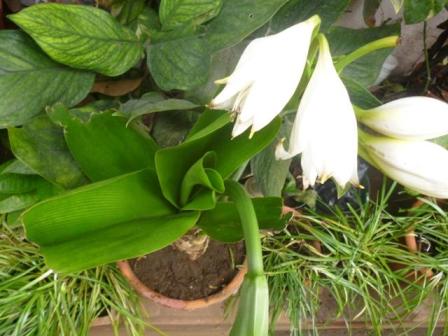 [Foto de planta, jardin, jardineria]