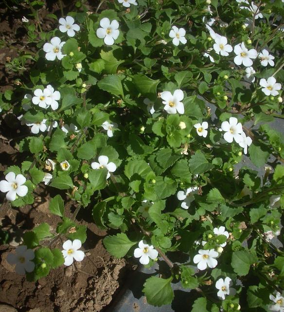 [Foto de planta, jardin, jardineria]