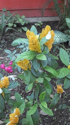 [Foto de planta, jardin, jardineria]