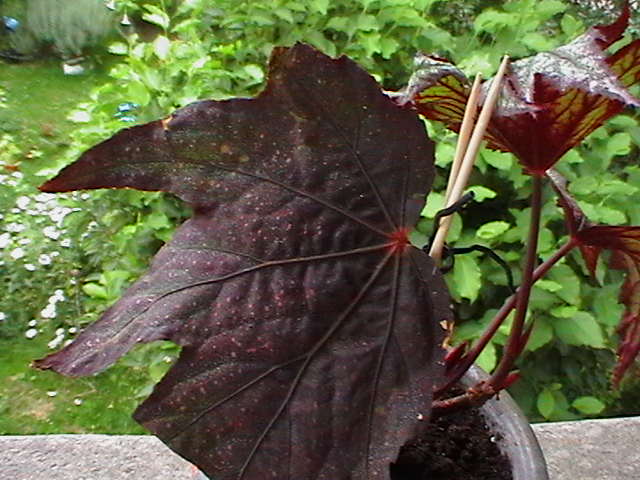 [Foto de planta, jardin, jardineria]