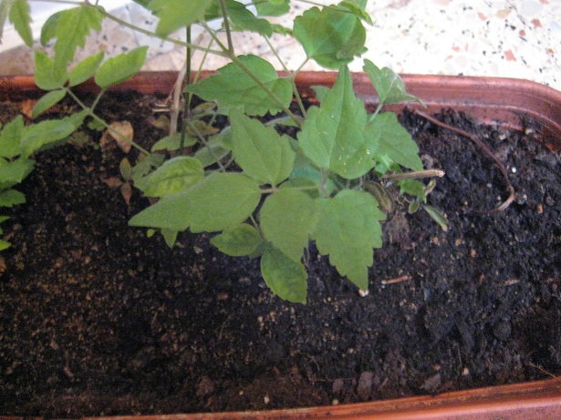 [Foto de planta, jardin, jardineria]