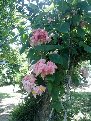 [Foto de planta, jardin, jardineria]