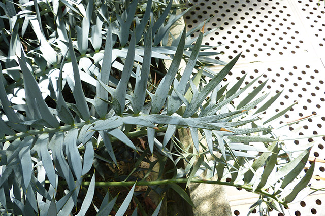 [Foto de planta, jardin, jardineria]