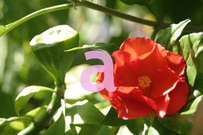 [Foto de planta, jardin, jardineria]