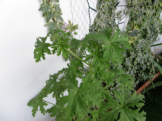 [Foto de planta, jardin, jardineria]