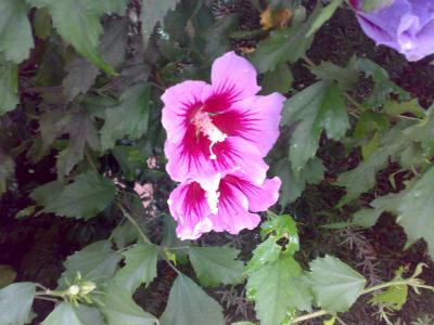 [Foto de planta, jardin, jardineria]