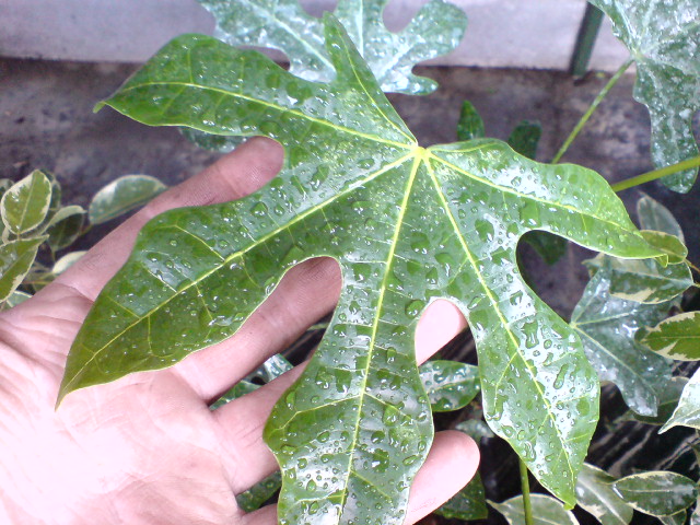 [Foto de planta, jardin, jardineria]