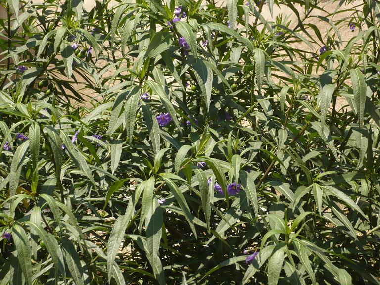 [Foto de planta, jardin, jardineria]