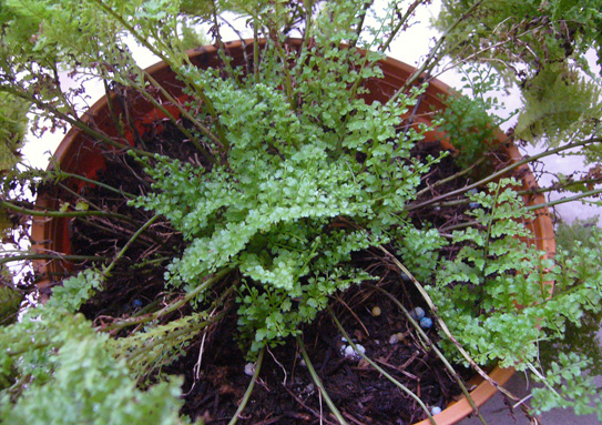 [Foto de planta, jardin, jardineria]