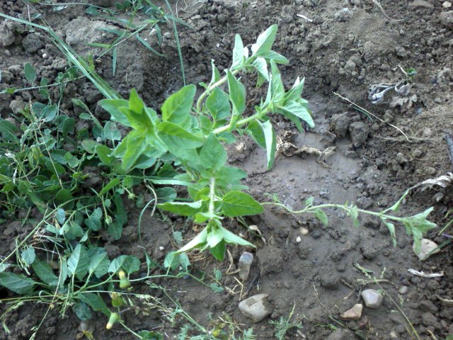 [Foto de planta, jardin, jardineria]