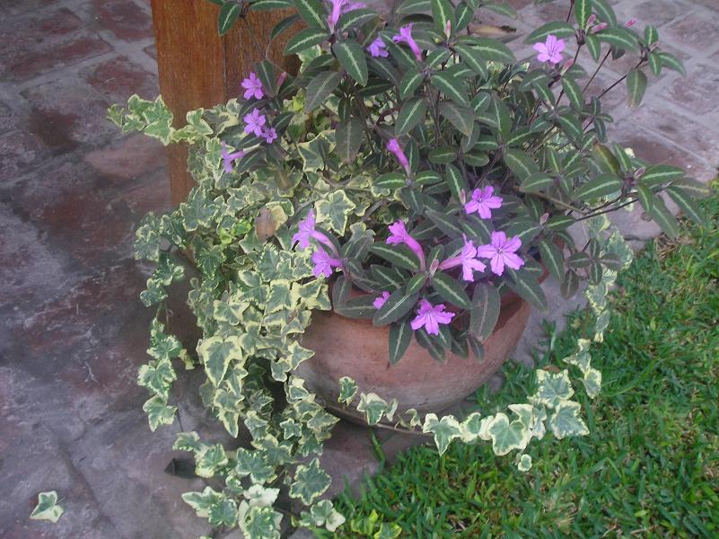 Flores lilas