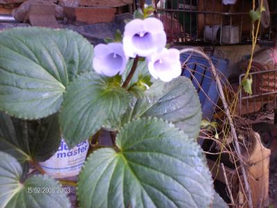 [Foto de planta, jardin, jardineria]