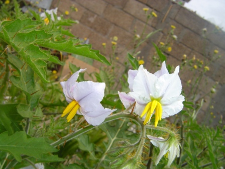 [Foto de planta, jardin, jardineria]