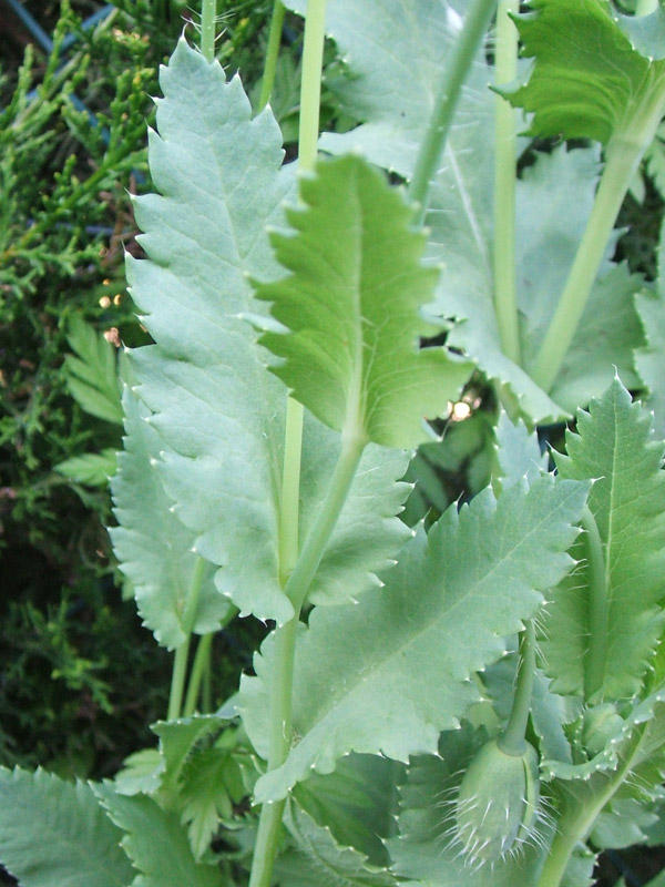 [Foto de planta, jardin, jardineria]