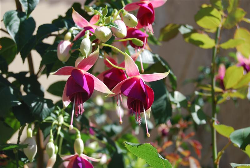 [Foto de planta, jardin, jardineria]