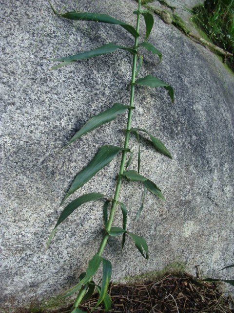 [Foto de planta, jardin, jardineria]