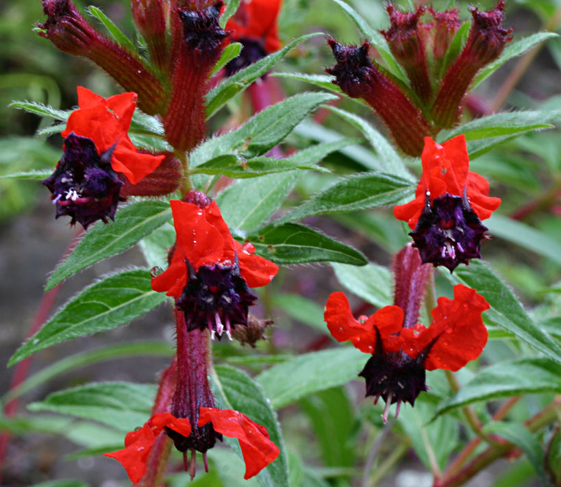 [Foto de planta, jardin, jardineria]