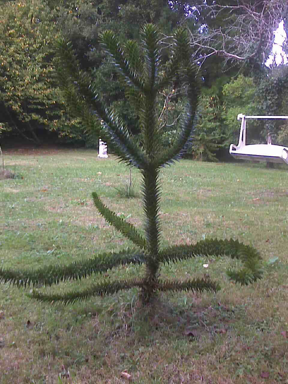 [Foto de planta, jardin, jardineria]