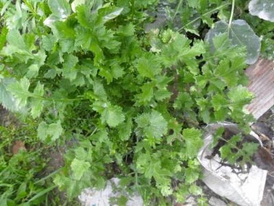 [Foto de planta, jardin, jardineria]