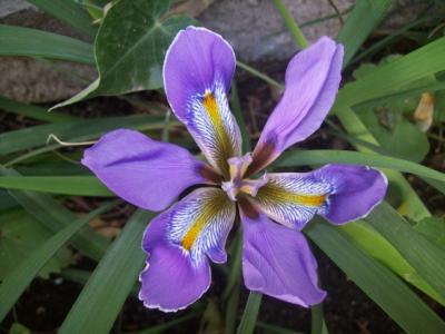 [Foto de planta, jardin, jardineria]