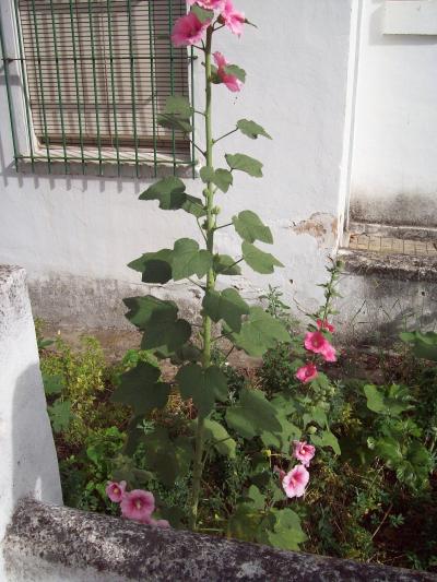 [Foto de planta, jardin, jardineria]