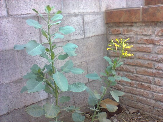 [Foto de planta, jardin, jardineria]