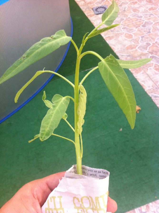 [Foto de planta, jardin, jardineria]