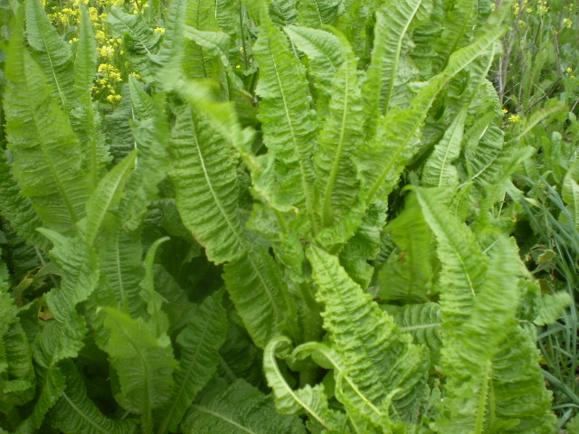 [Foto de planta, jardin, jardineria]