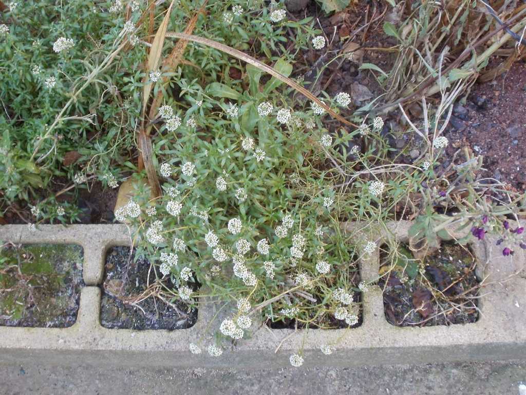 [Foto de planta, jardin, jardineria]