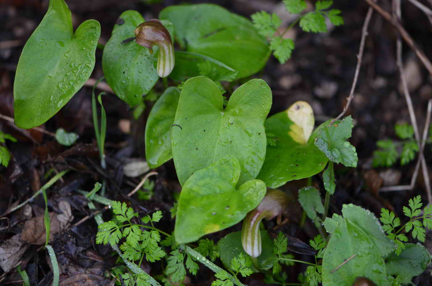 [Foto de planta, jardin, jardineria]