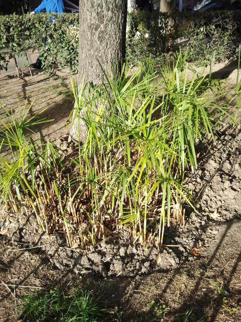 [Foto de planta, jardin, jardineria]