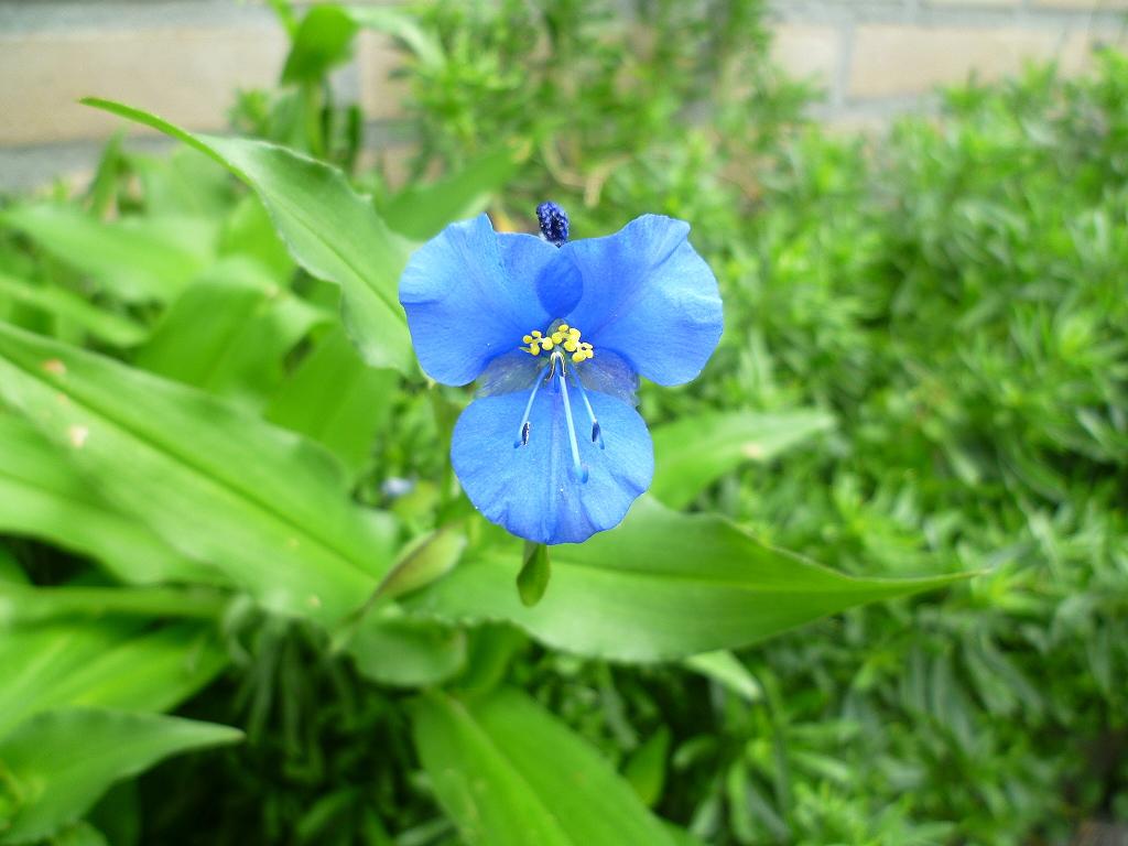 [Foto de planta, jardin, jardineria]