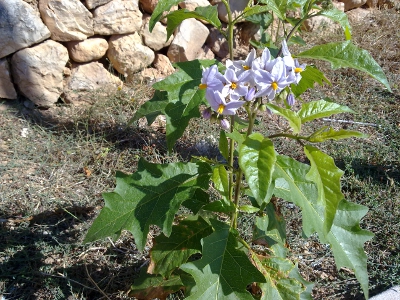 [Foto de planta, jardin, jardineria]