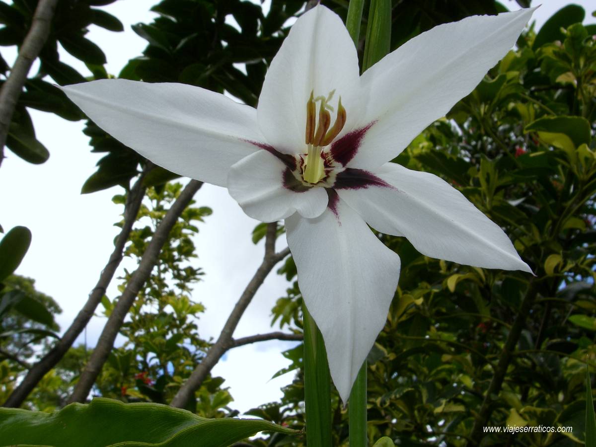 [Foto de planta, jardin, jardineria]