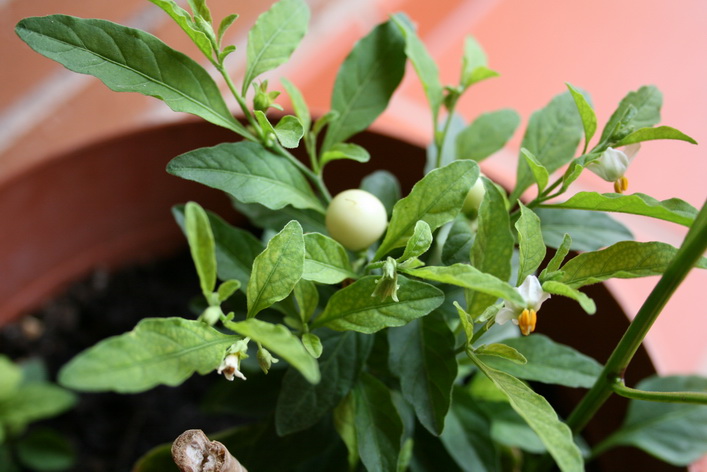 [Foto de planta, jardin, jardineria]