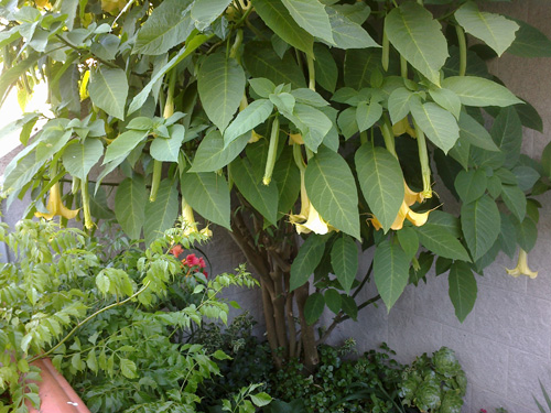 [Foto de planta, jardin, jardineria]