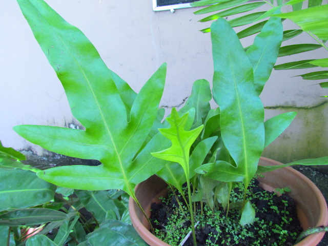 [Foto de planta, jardin, jardineria]