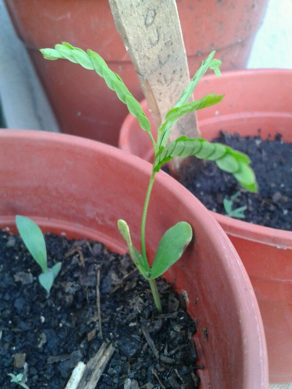 [Foto de planta, jardin, jardineria]