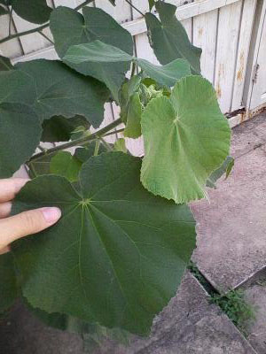 [Foto de planta, jardin, jardineria]